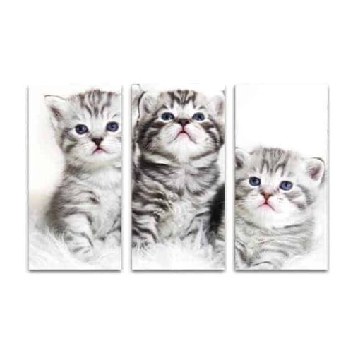 drieluik canvas 3 kittens