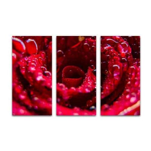 Drieluik canvas roos met waterdruppels