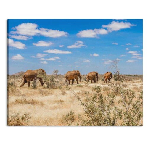 Canvas Olifanten in Afrika