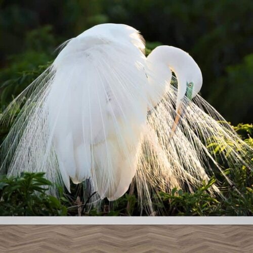 Fotobehang Witte kraanvogel